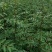 陕西万亩，无刺嫁接大红袍苗子，货源充足量大从优产地直发
