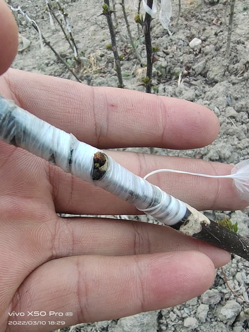 各种规格陇南大红袍嫁接无刺花椒苗原生苗