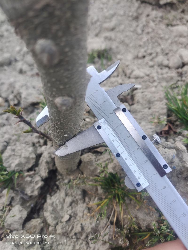 各种规格陇南大红袍嫁接无刺花椒苗原生苗