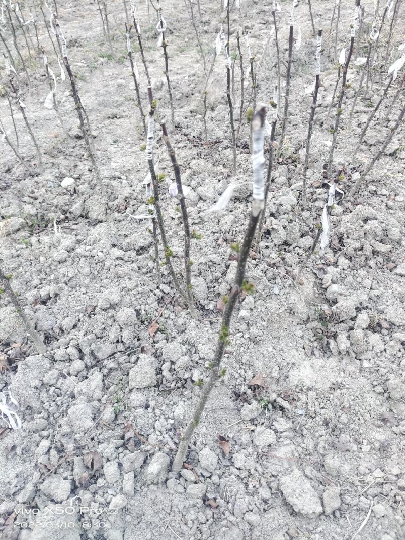 各种规格陇南大红袍嫁接无刺花椒苗原生苗