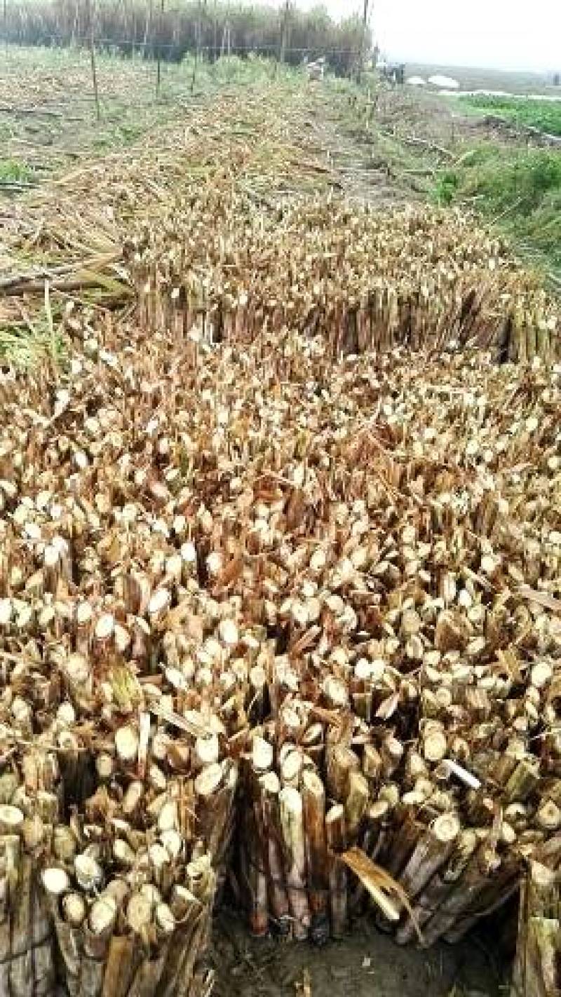 《精选》黑皮甘蔗种苗，脱毒大灰种、脱毒黄皮甘蔗种黑皮甘蔗