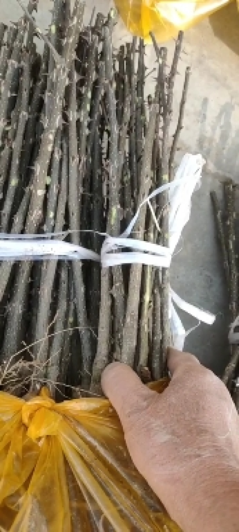 陕西万亩，无刺嫁接大红袍苗子，货源充足量大从优产地直发