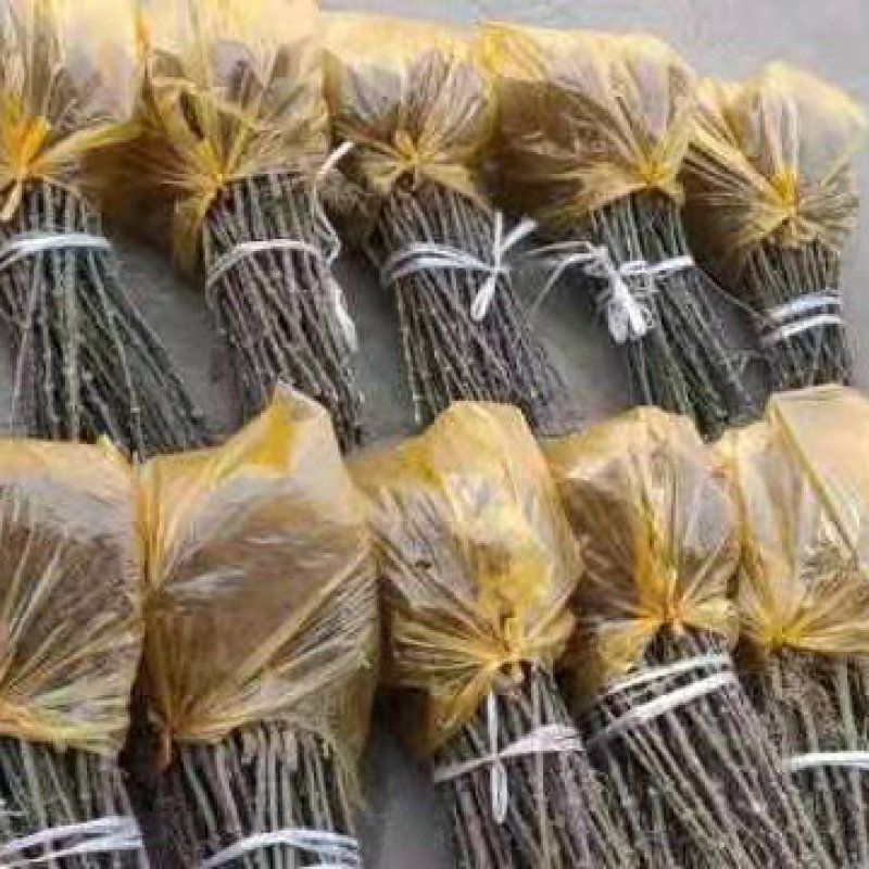 陕西万亩，无刺嫁接大红袍苗子，货源充足量大从优产地直发