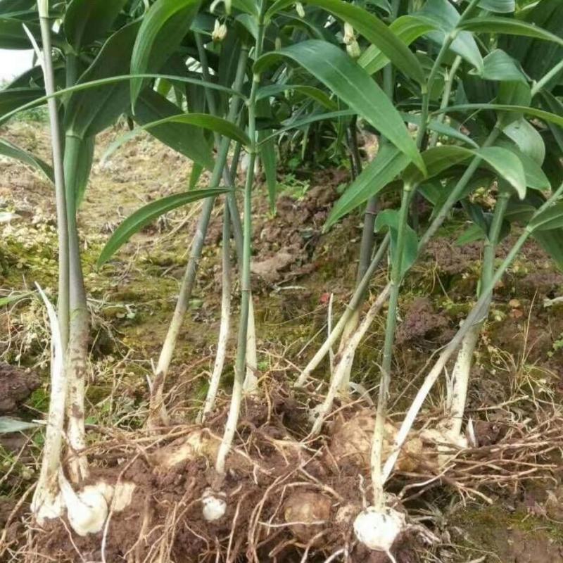 黄精苗黄精种苗多花黄精不到苗量大优惠基地直供