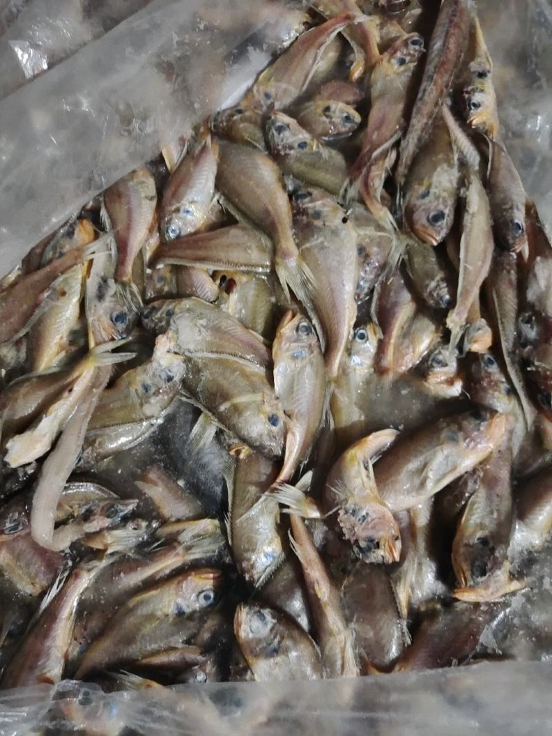 小黄花鱼船冻陆冻螃蟹龙虾，黄鳝，黑鱼养殖饲料鱼