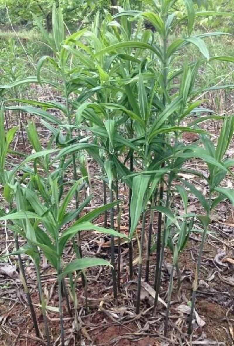 黄精苗黄精种苗多花黄精不到苗量大优惠基地直供