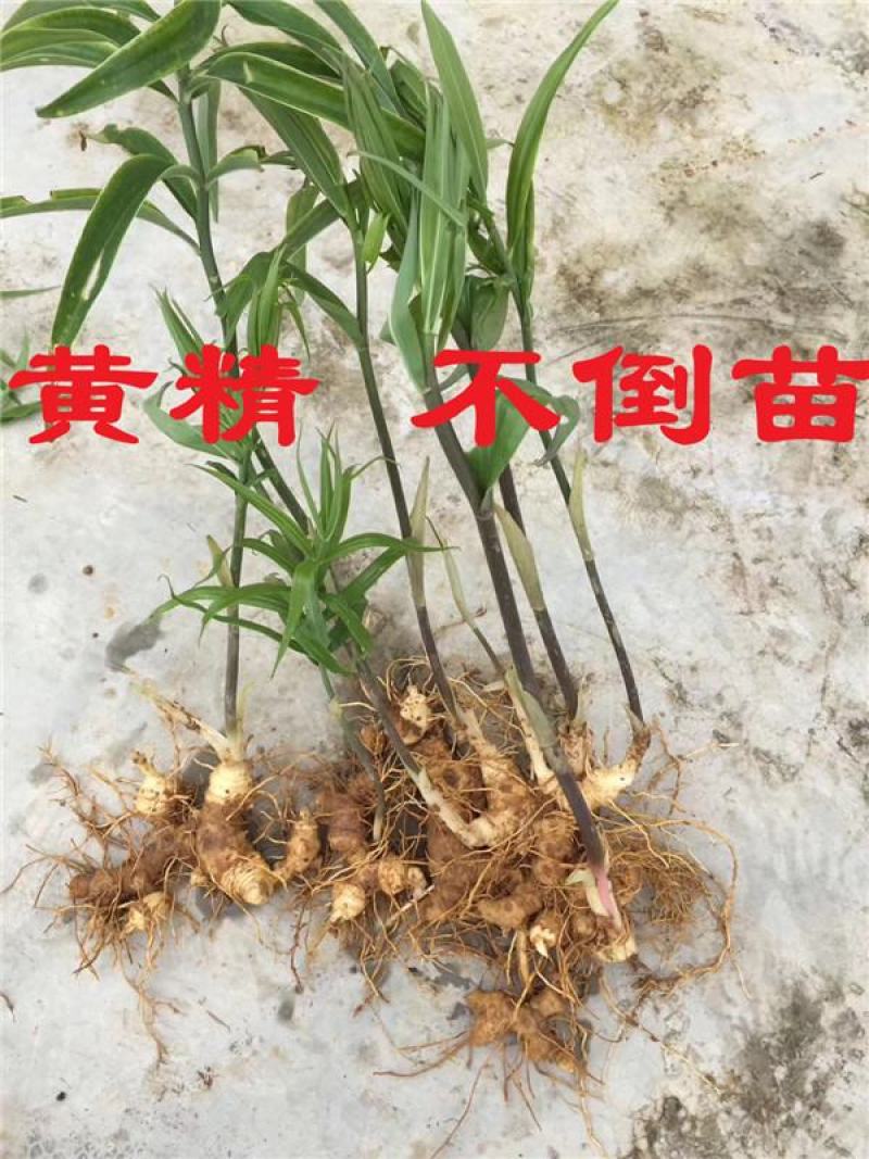 黄精苗黄精种苗多花黄精不到苗量大优惠基地直供