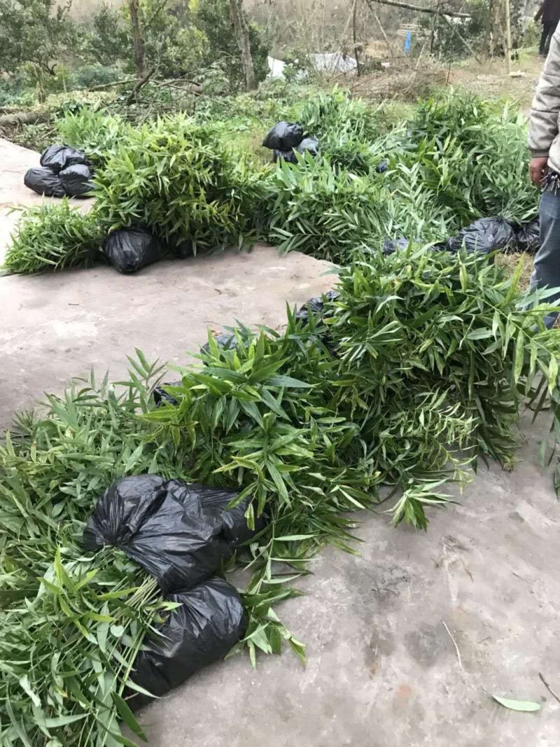 黄精苗黄精种苗多花黄精不到苗量大优惠基地直供