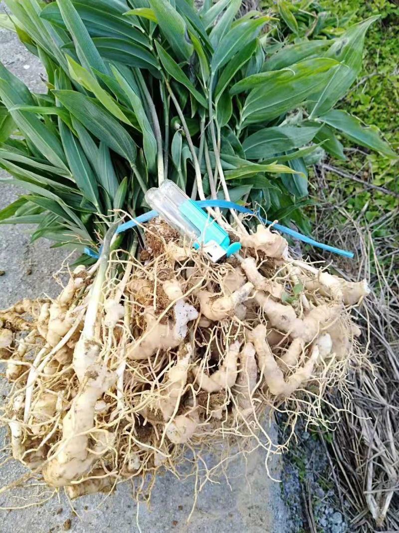 黄精苗黄精种苗多花黄精不到苗量大优惠基地直供