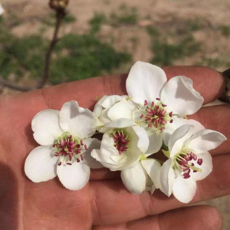 梨区供应优质梨花粉，库尔勒香梨专用，代加工梨花粉制作