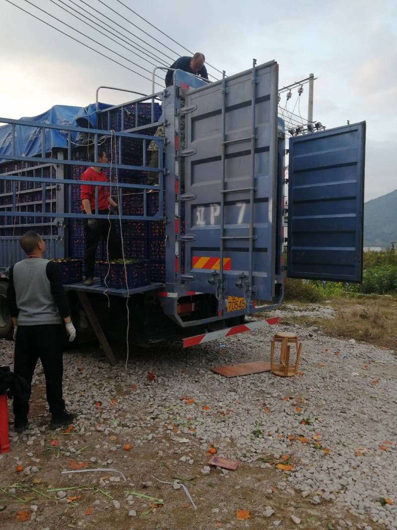 广西桂林精品砂糖橘柑桔砂糖桔产地直发货量充足