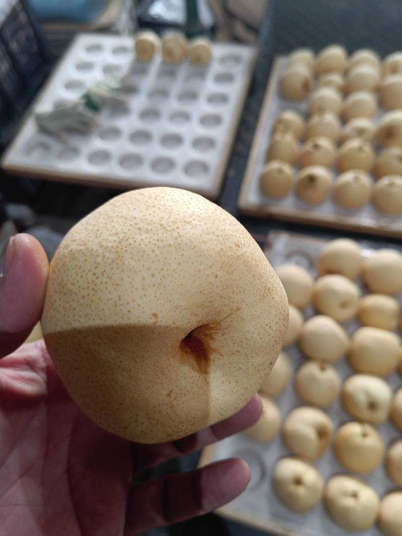 蒲城优质酥梨大量上市中…社区团购直供，质量好，货源充足