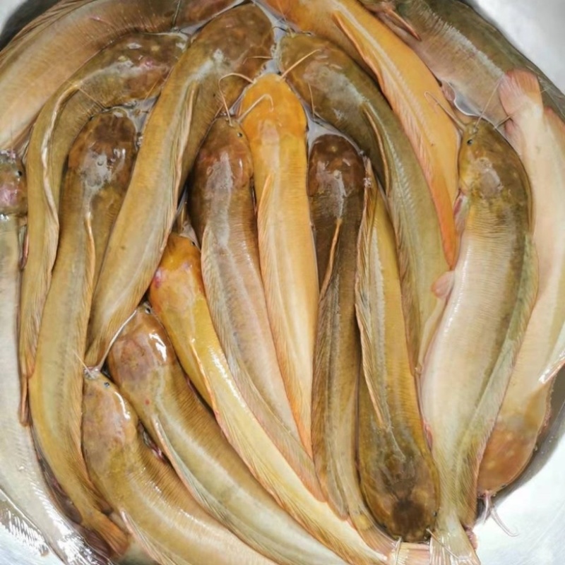 本地塘鲺鱼苗塘角鱼杂交三黄塘鲺胡子鱼鲶鱼包邮