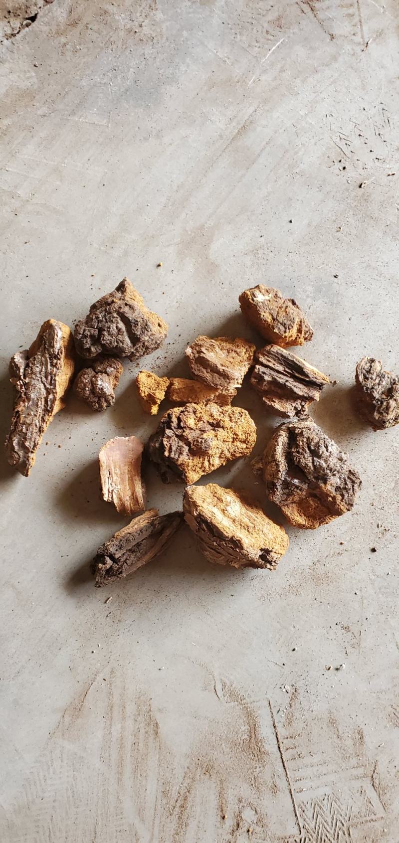 【精品】正宗东北桦树茸当季新货手工精选品质保证量大优惠