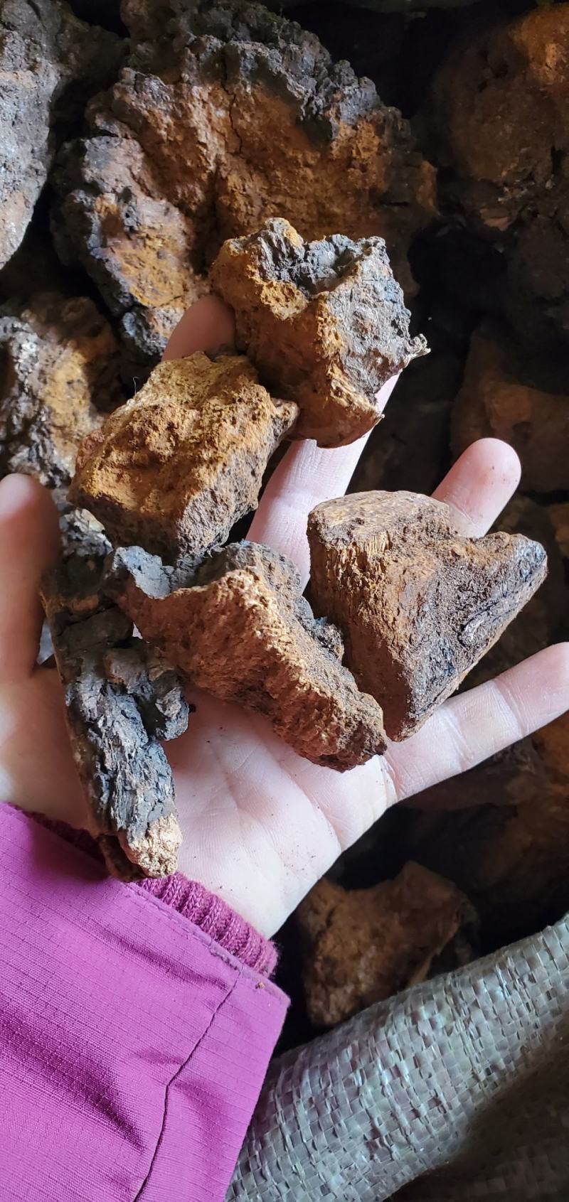 【精品】正宗东北桦树茸当季新货手工精选品质保证量大优惠