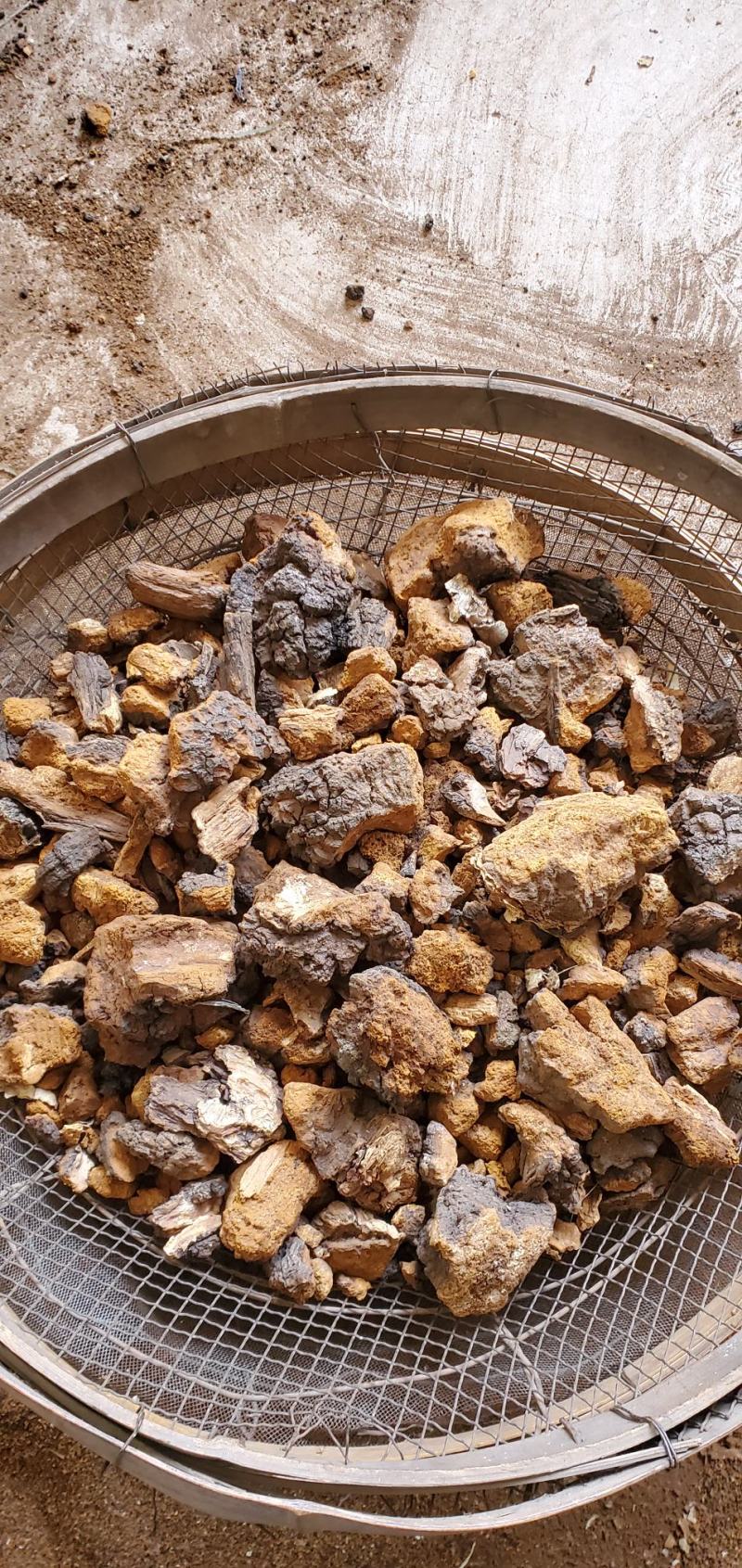 【精品】正宗东北桦树茸当季新货手工精选品质保证量大优惠