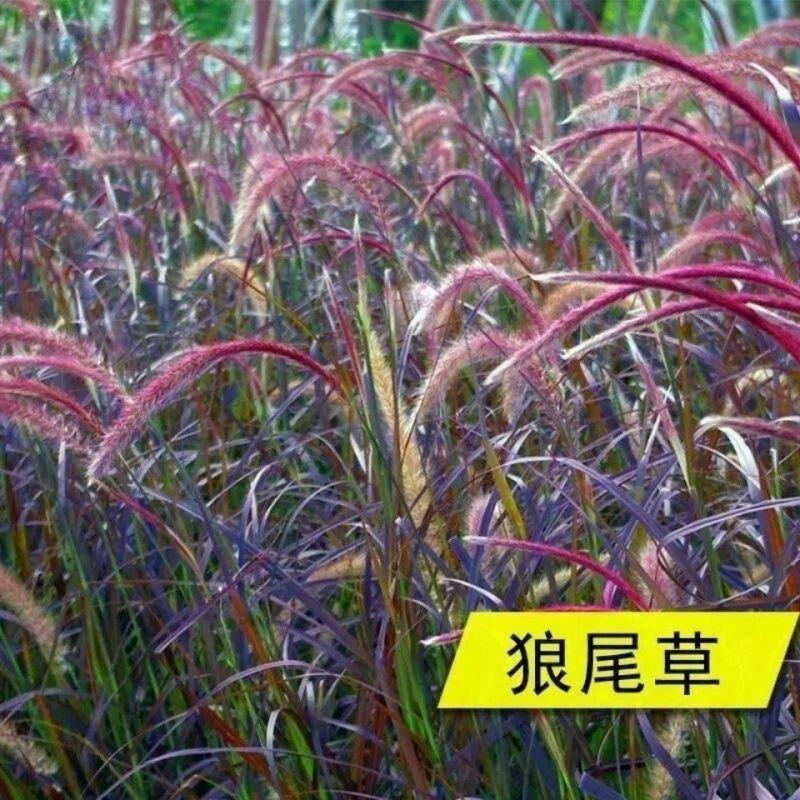 紫穗狼尾草籽种子四季室外庭院沙地护坡固土紫色观赏火焰狼尾