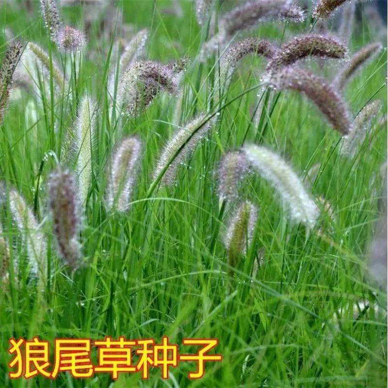 紫穗狼尾草籽种子四季室外庭院沙地护坡固土紫色观赏火焰狼尾