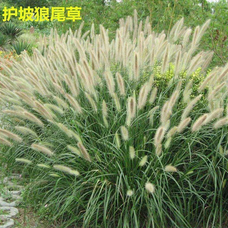 紫穗狼尾草籽种子四季室外庭院沙地护坡固土紫色观赏火焰狼尾