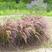 紫穗狼尾草籽种子四季室外庭院沙地护坡固土紫色观赏火焰狼尾