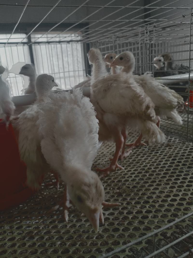 火鸡养殖场火鸡苗批发供应脱温火鸡厂家直销欢迎选购