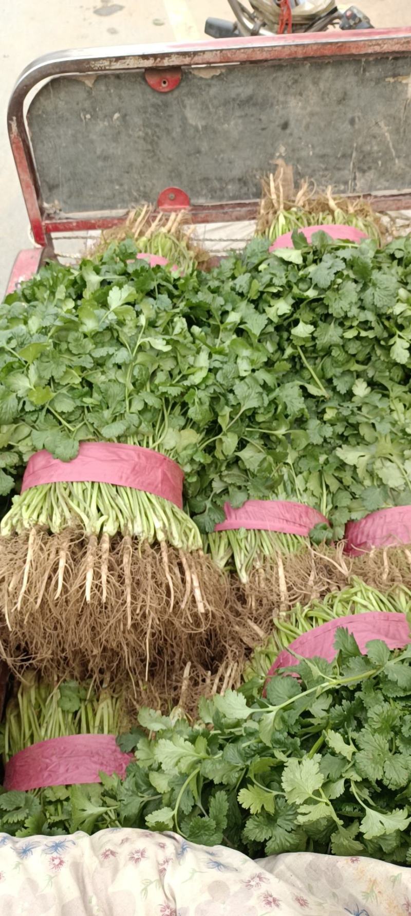 基地万亩香菜大量上市，安阳香菜现在有货，可以实地看货