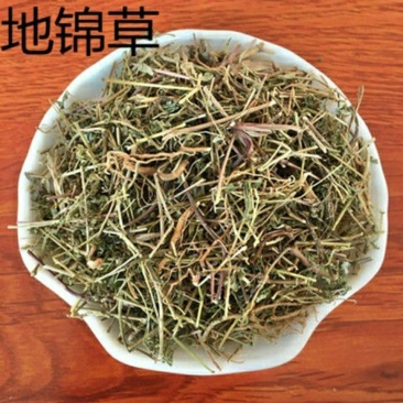 地锦草无硫干货奶草血见愁干净无杂中药材大全