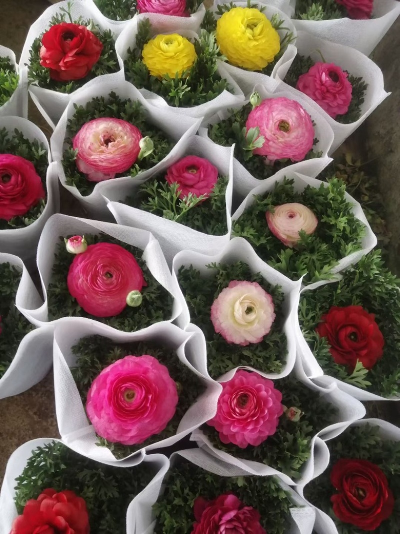 芹叶牡丹，带花苞发货，花期到五一需要老板联系