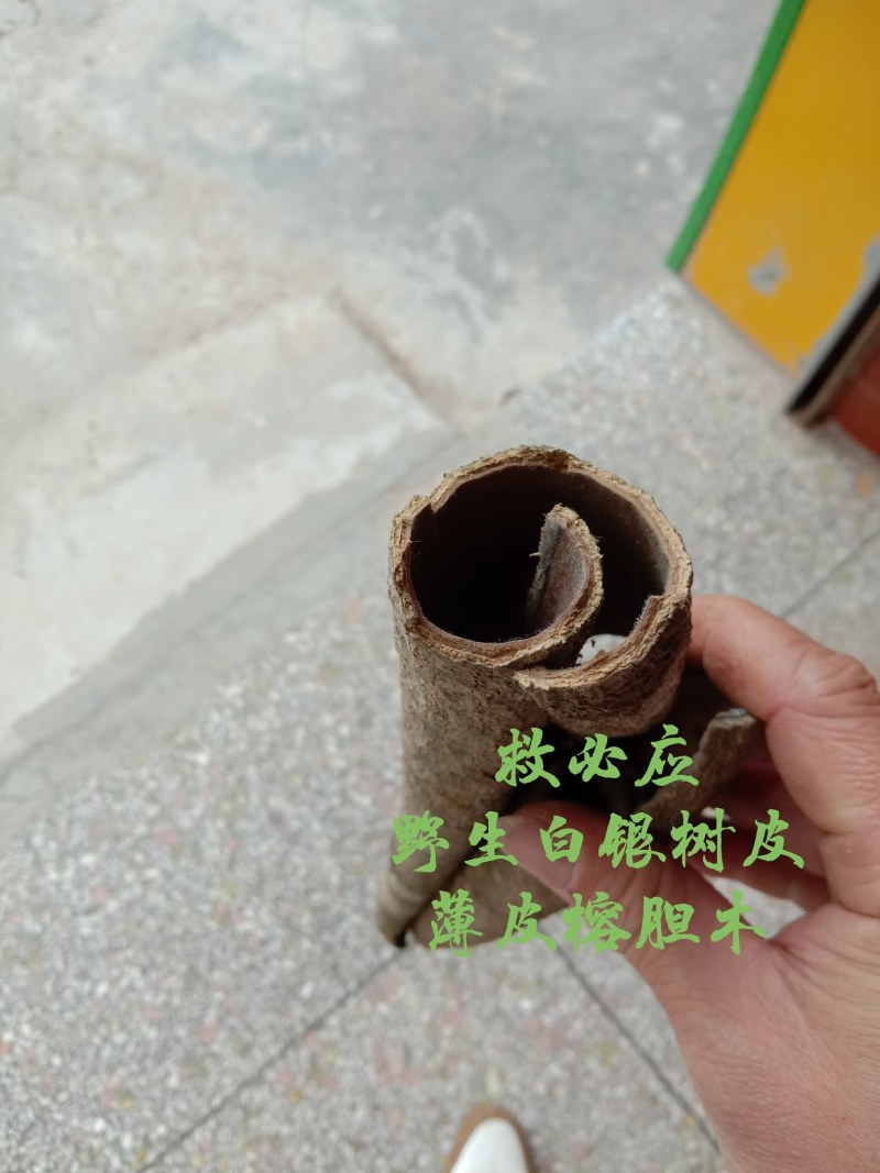 中药材救必应，榕胆木皮，薄皮，白银树。农民辛勤采割，迎客