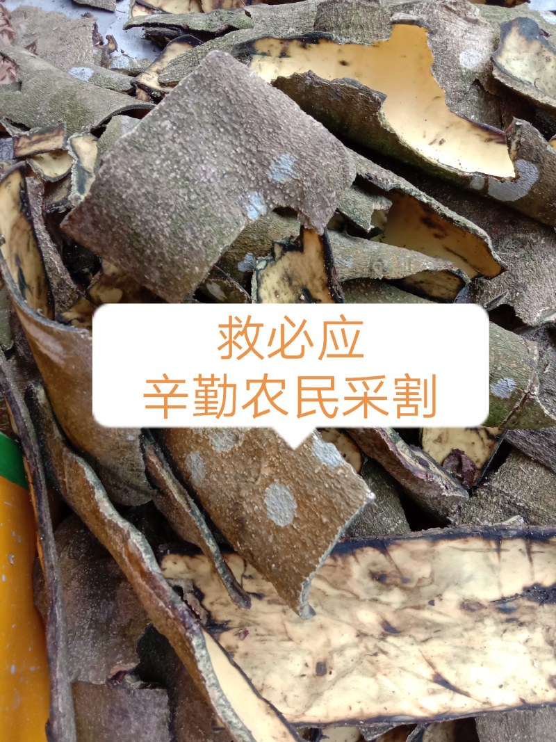 中药材救必应，榕胆木皮，薄皮，白银树。农民辛勤采割，迎客