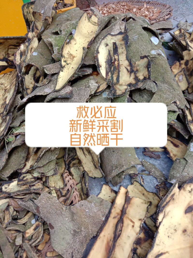 中药材救必应，榕胆木皮，薄皮，白银树。农民辛勤采割，迎客
