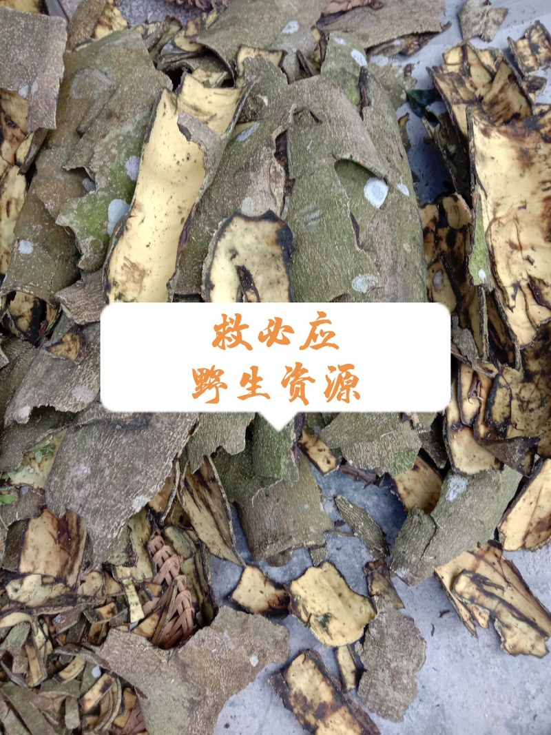 中药材救必应，榕胆木皮，薄皮，白银树。农民辛勤采割，迎客
