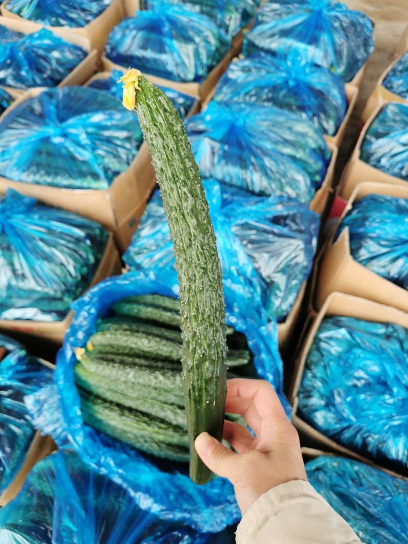 【推荐】大棚精品黄瓜密刺黄瓜大量上市一手货源产地直发