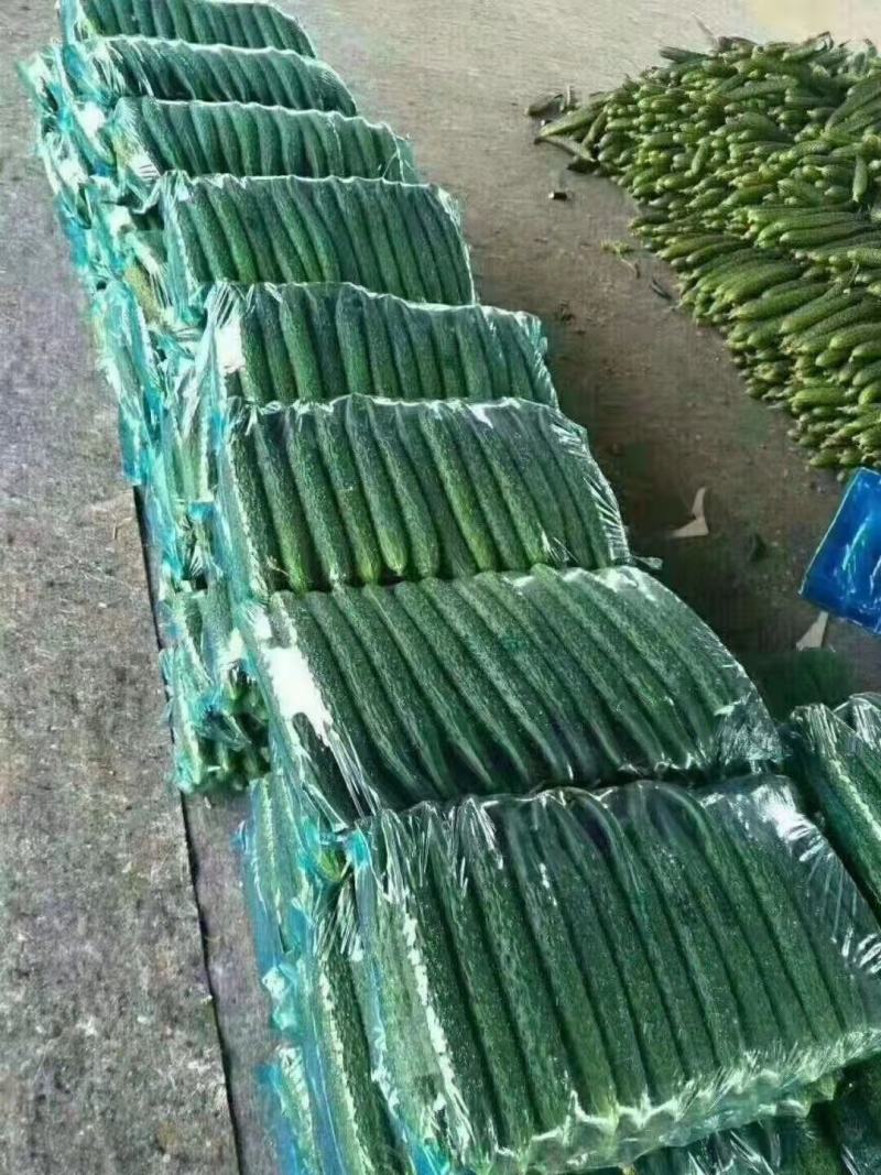 【推荐】大棚精品黄瓜密刺黄瓜大量上市一手货源产地直发