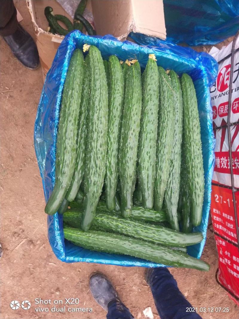 【推荐】大棚精品黄瓜密刺黄瓜大量上市一手货源产地直发