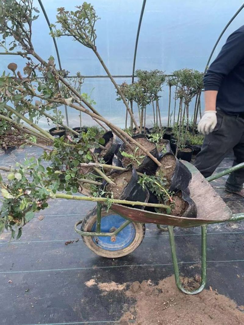 棒棒糖月季树2公分树状月季花卉盆栽观赏花卉