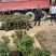 棒棒糖月季树2公分树状月季花卉盆栽观赏花卉