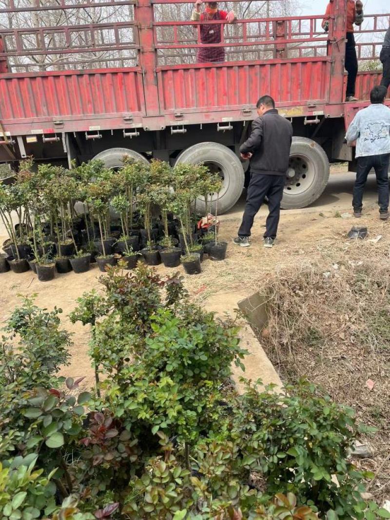 棒棒糖月季树2公分树状月季花卉盆栽观赏花卉