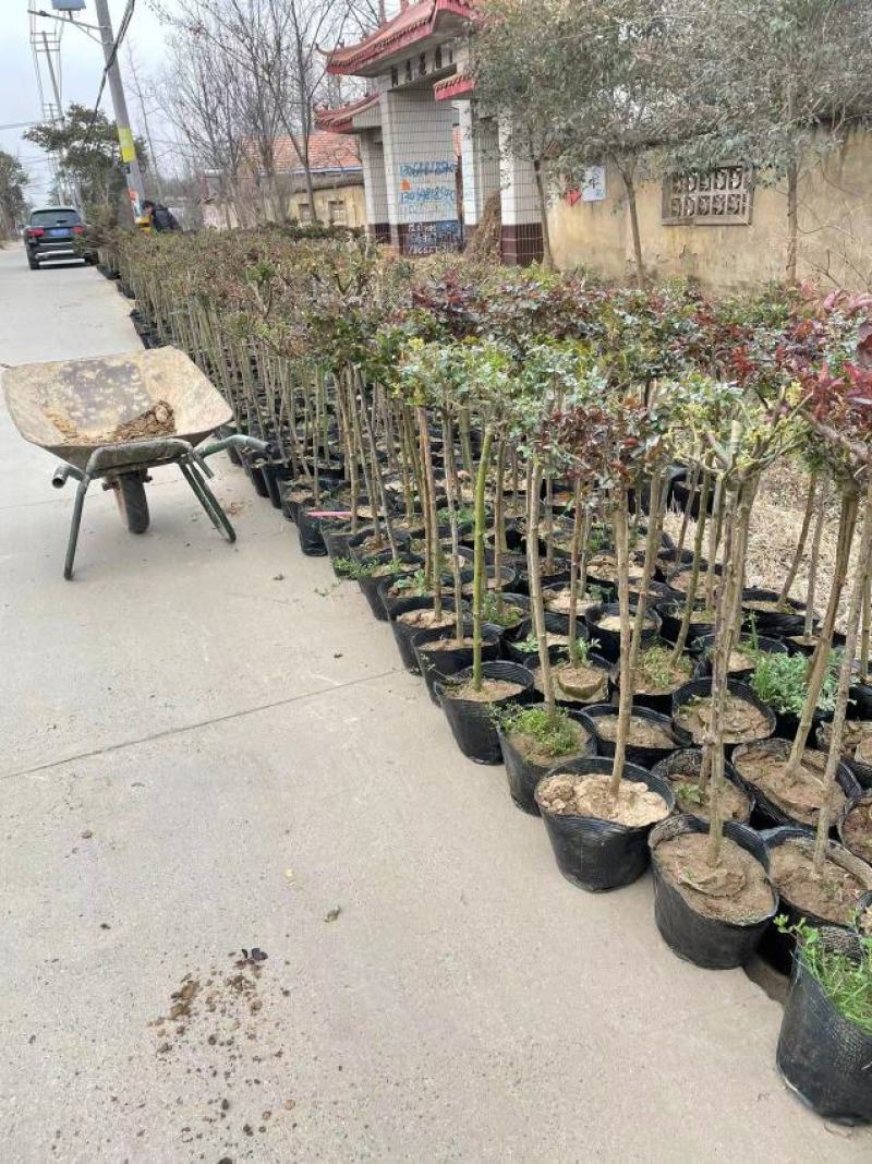 棒棒糖月季树2公分树状月季花卉盆栽观赏花卉