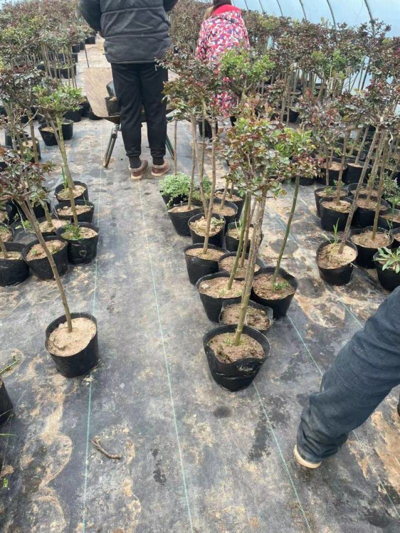 棒棒糖月季树2公分树状月季花卉盆栽观赏花卉