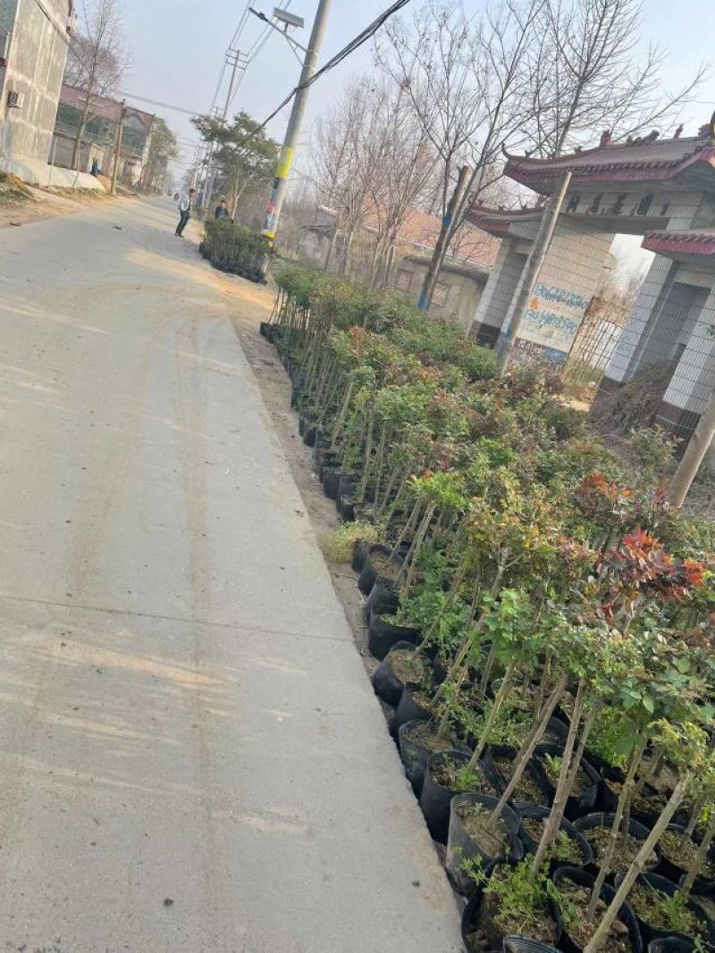 棒棒糖月季树2公分树状月季花卉盆栽观赏花卉