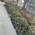 棒棒糖月季树2公分树状月季花卉盆栽观赏花卉