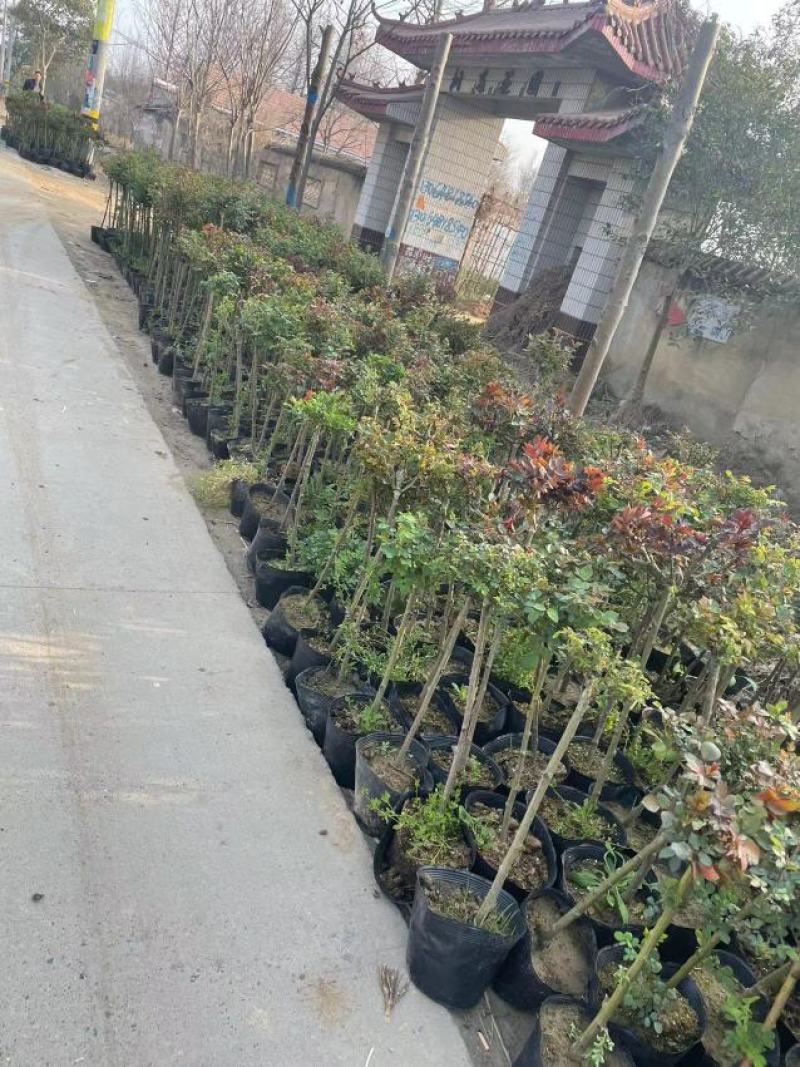棒棒糖月季树2公分树状月季花卉盆栽观赏花卉