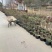 棒棒糖月季树2公分树状月季花卉盆栽观赏花卉