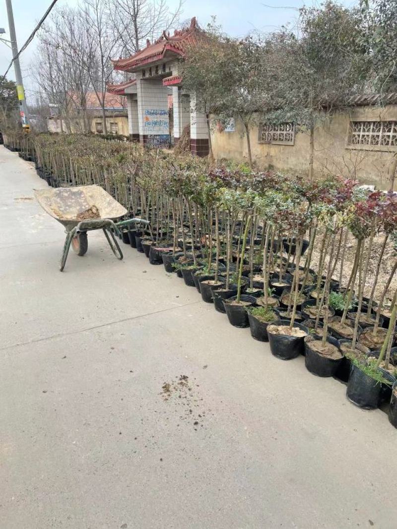 棒棒糖月季树2公分树状月季花卉盆栽观赏花卉