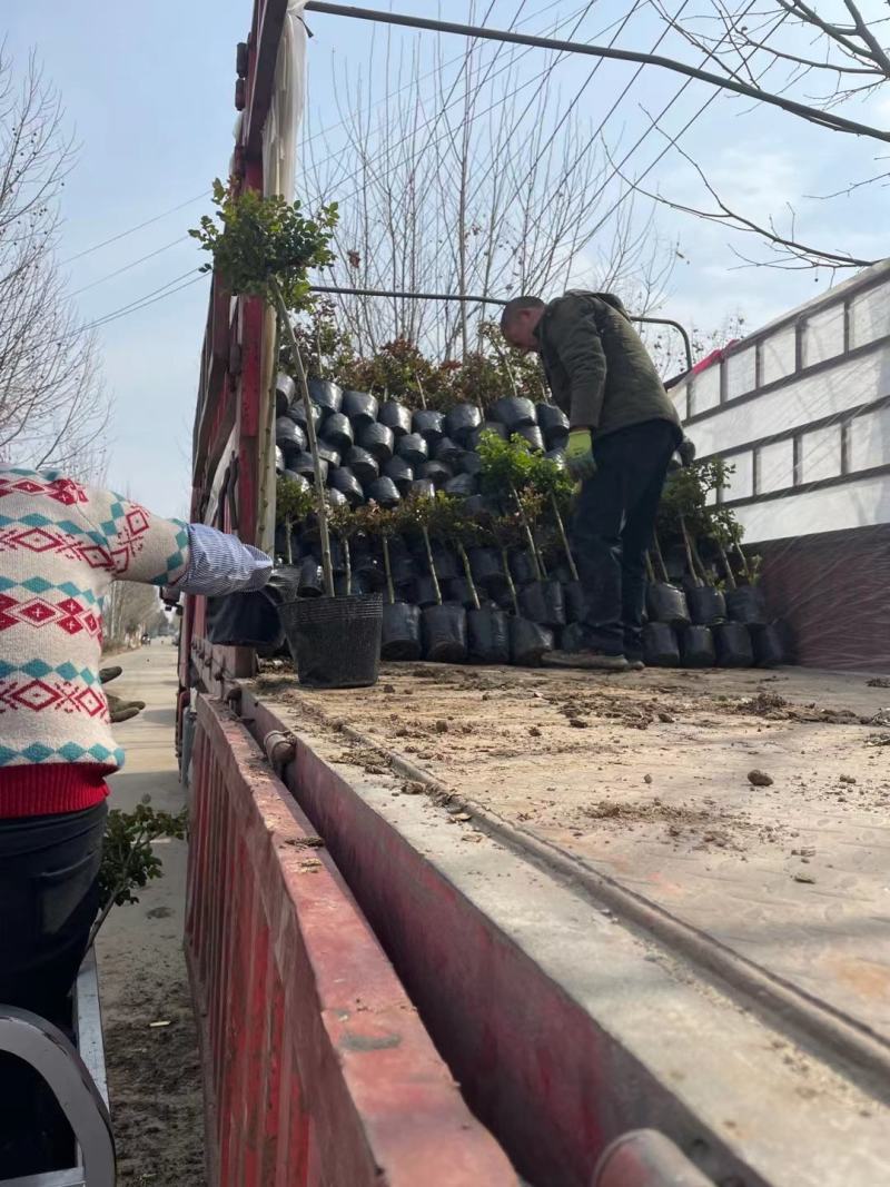 棒棒糖月季树2公分树状月季花卉盆栽观赏花卉