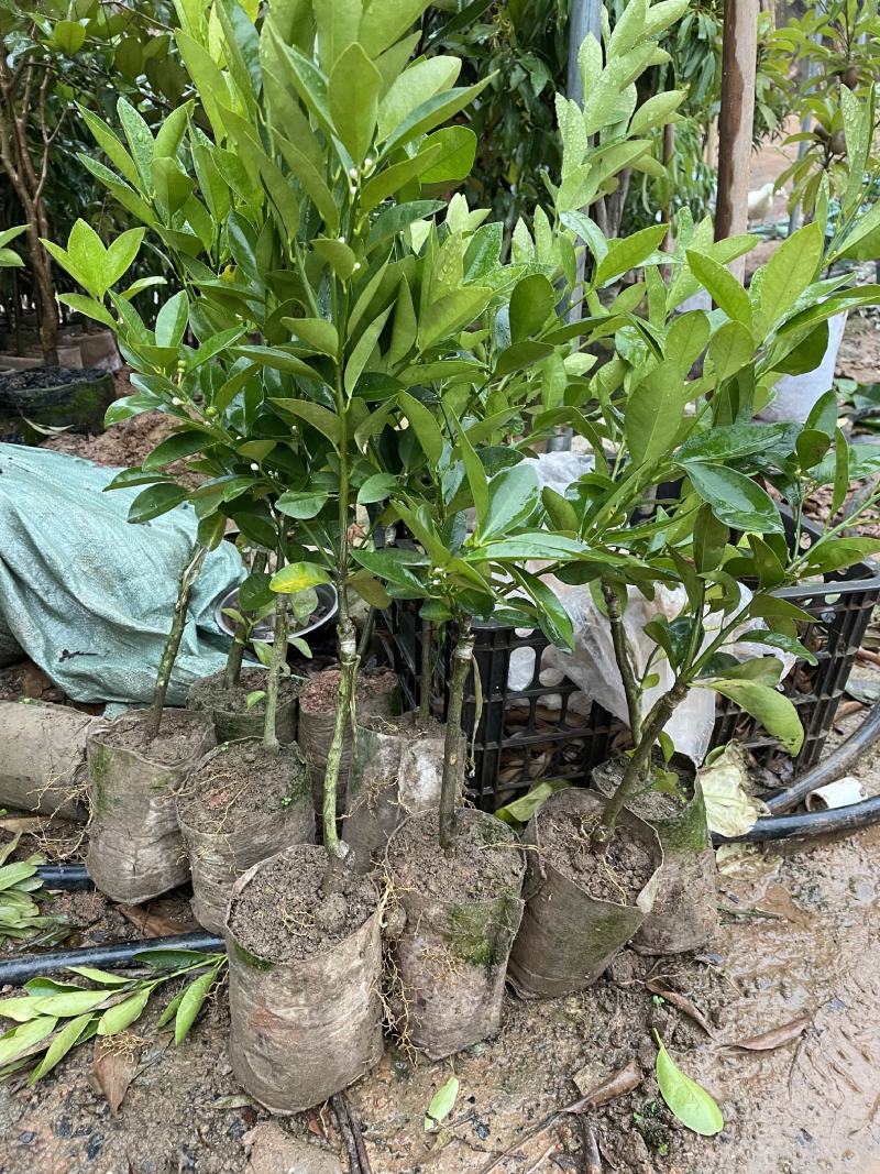 海南青金桔小青桔苗盆栽地栽果树苗泡茶柠檬树苗蜜桔树苗当年