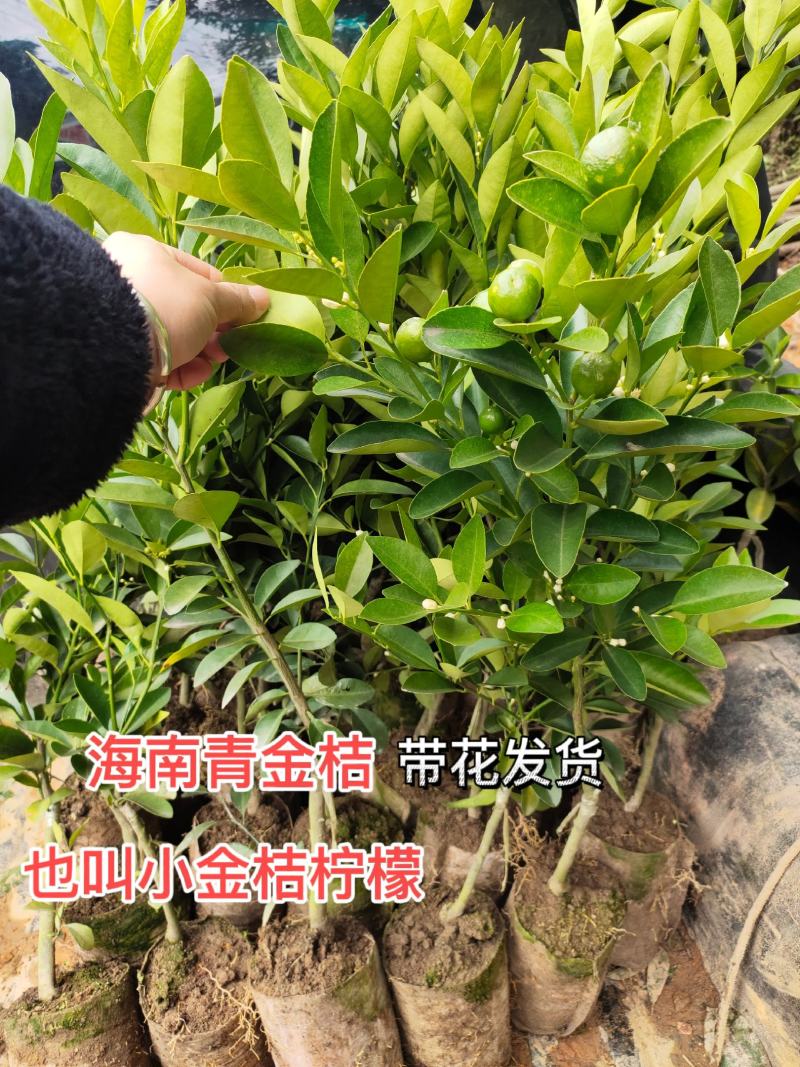 海南青金桔小青桔苗盆栽地栽果树苗泡茶柠檬树苗蜜桔树苗当年