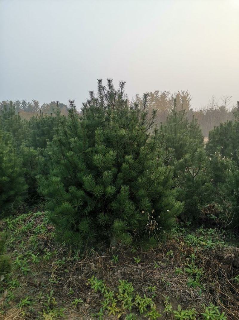 白皮松一级二级