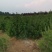 白皮松一级二级
